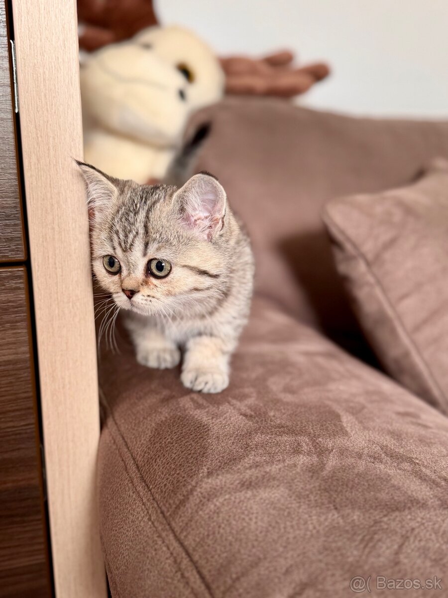Škótska klapouchá mačka, scottish fold,straight s PP - 8