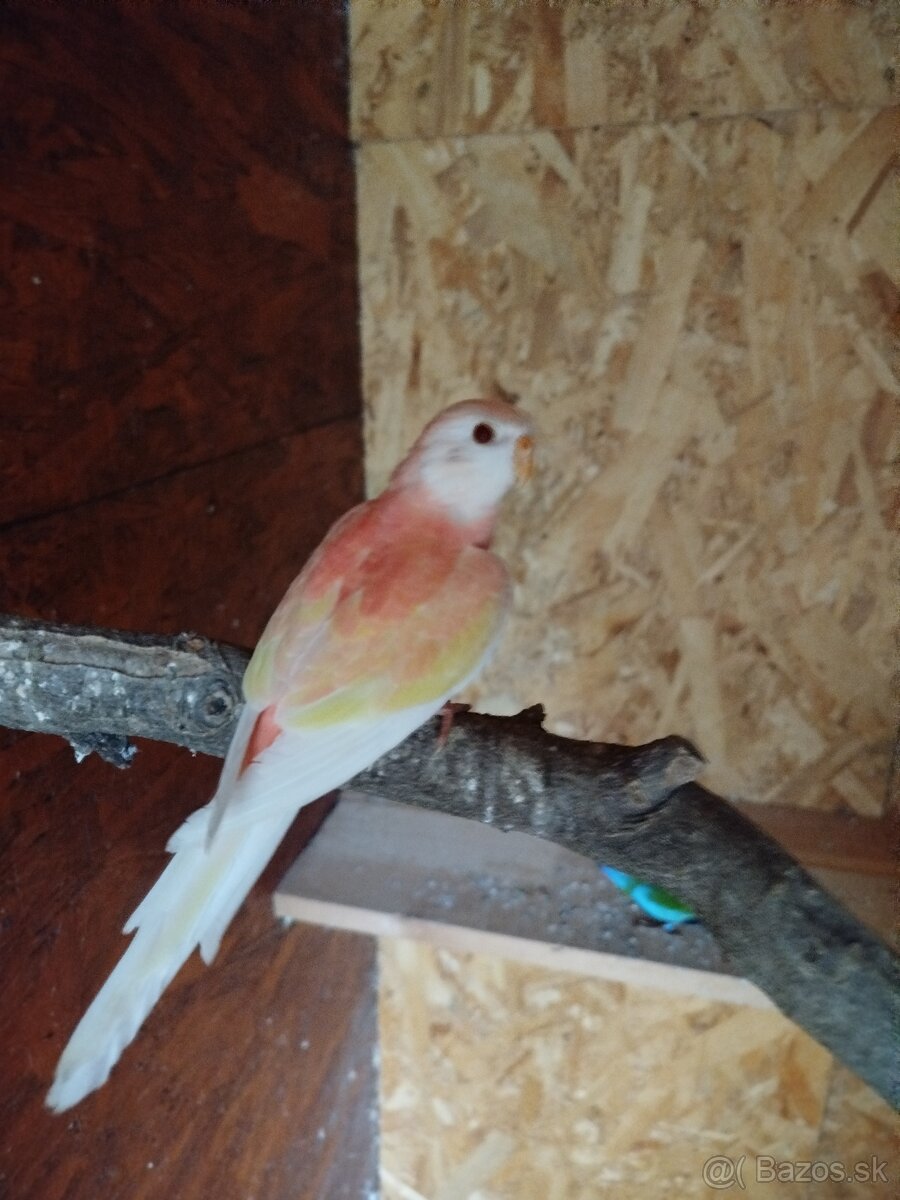 NOFEMA, ROZELA a AGAPORNISI - 8