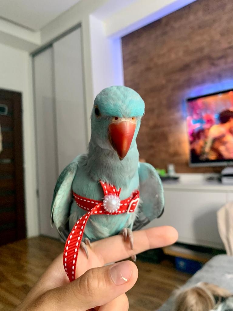 Traky pre papagáje, kšíry, popruhy - 8