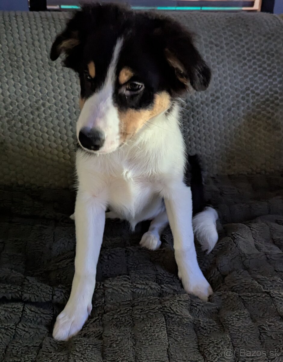 Border kolia tricolor - 8