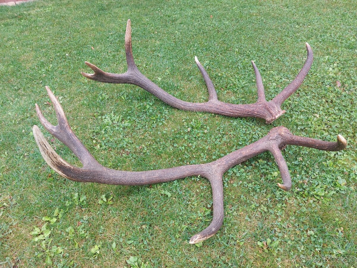 Trofej trofeje paroh parohy parozie zhody - 8