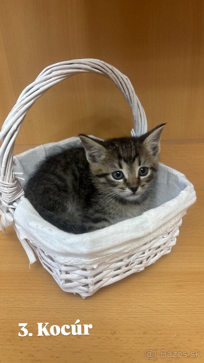 Darujem mačiatká - 8