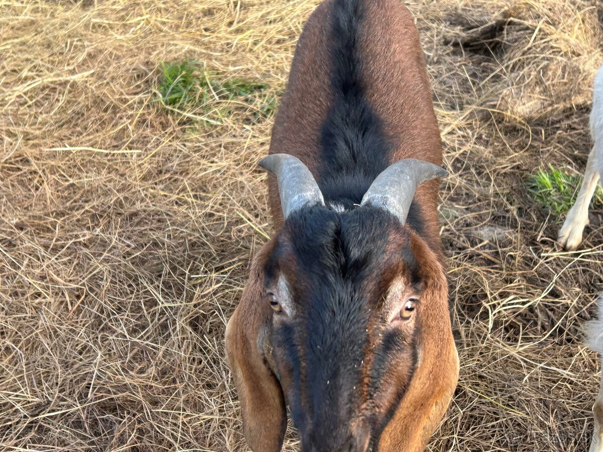 Krytie - anglonubijsky cap - 8