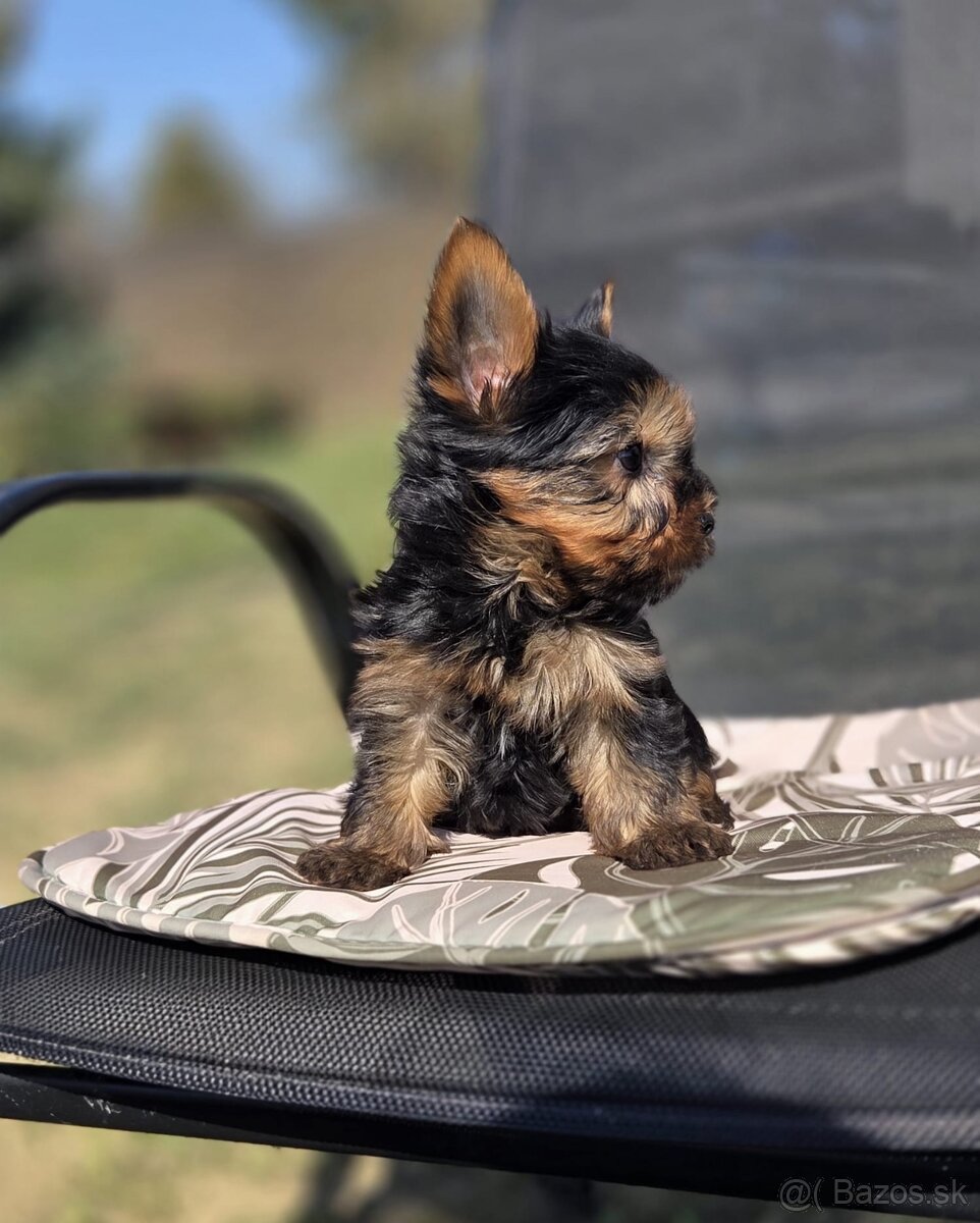 Yorkshirsky terier - 8