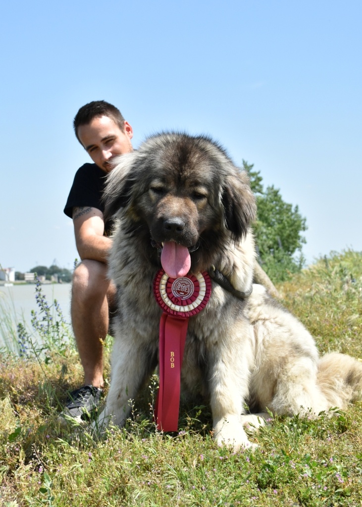 Kaukazský ovčiak - 8