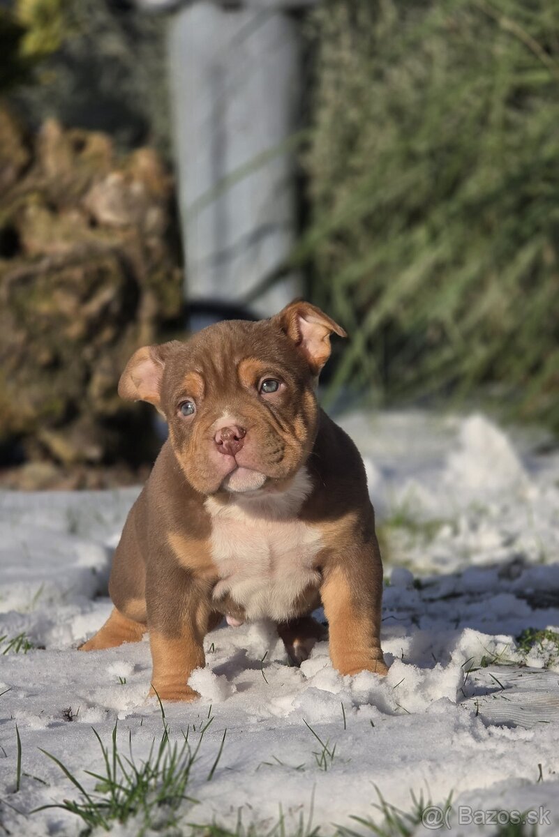 American Bully štandard - 8