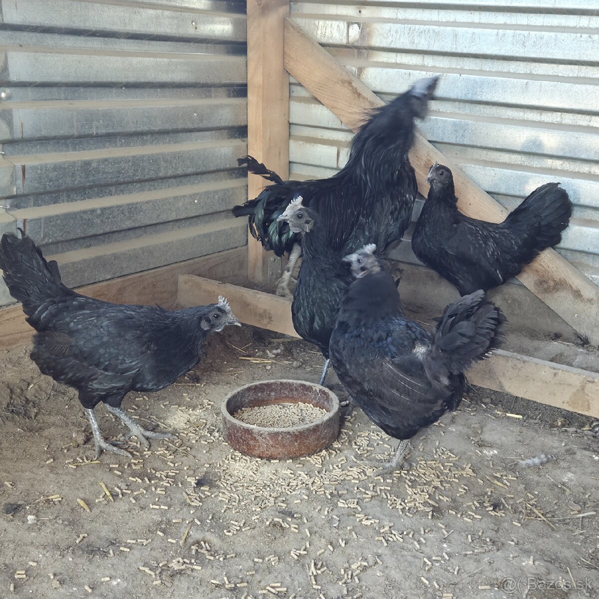 Chovny kmeň Ayam cemani - 8