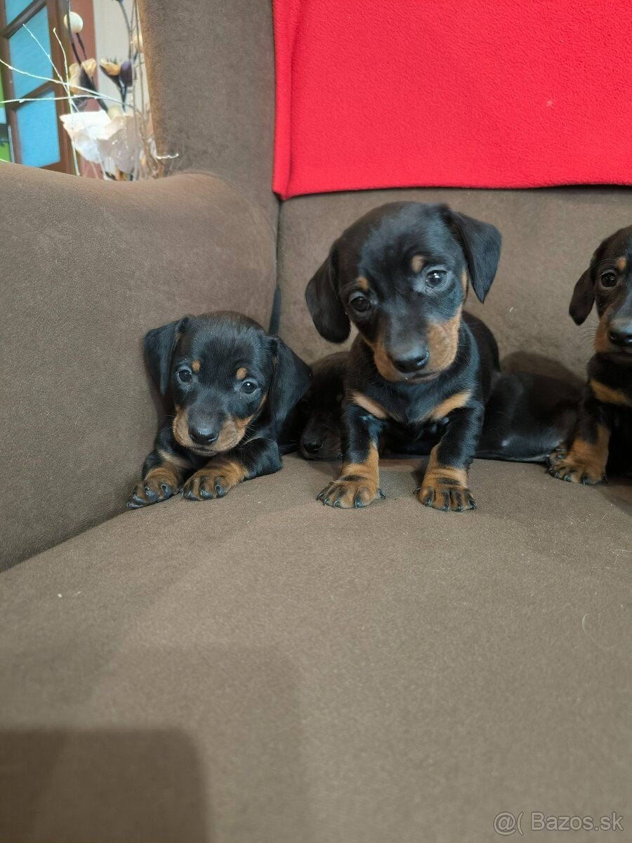 Jazvečík krátkosrstý - 8