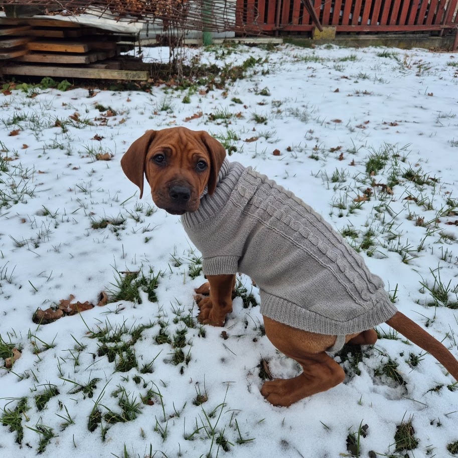 Rhodesian Ridgeback - vymazlená štěňátka s PP - 8