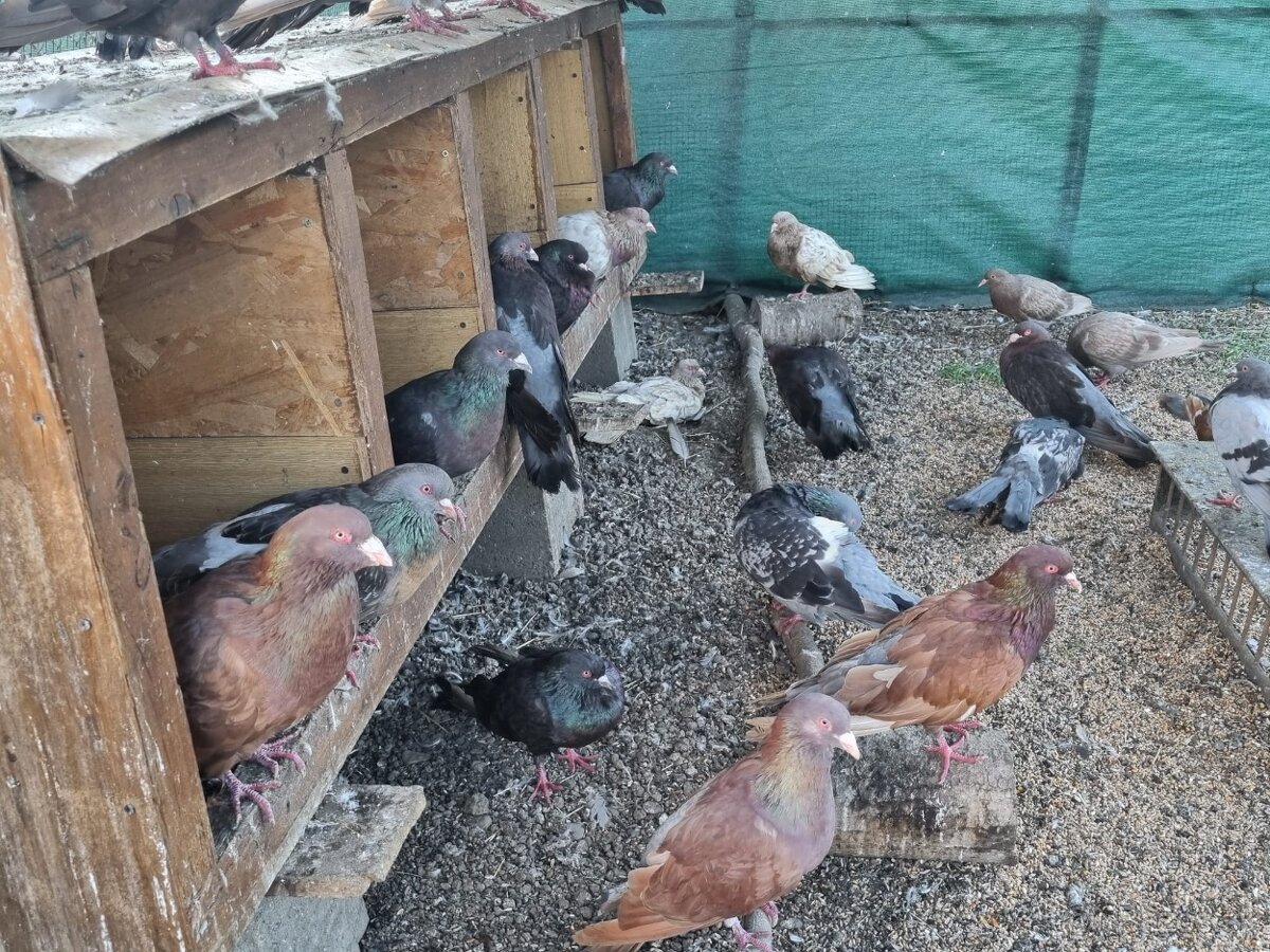 Holub ryman , hohub pávik - 8