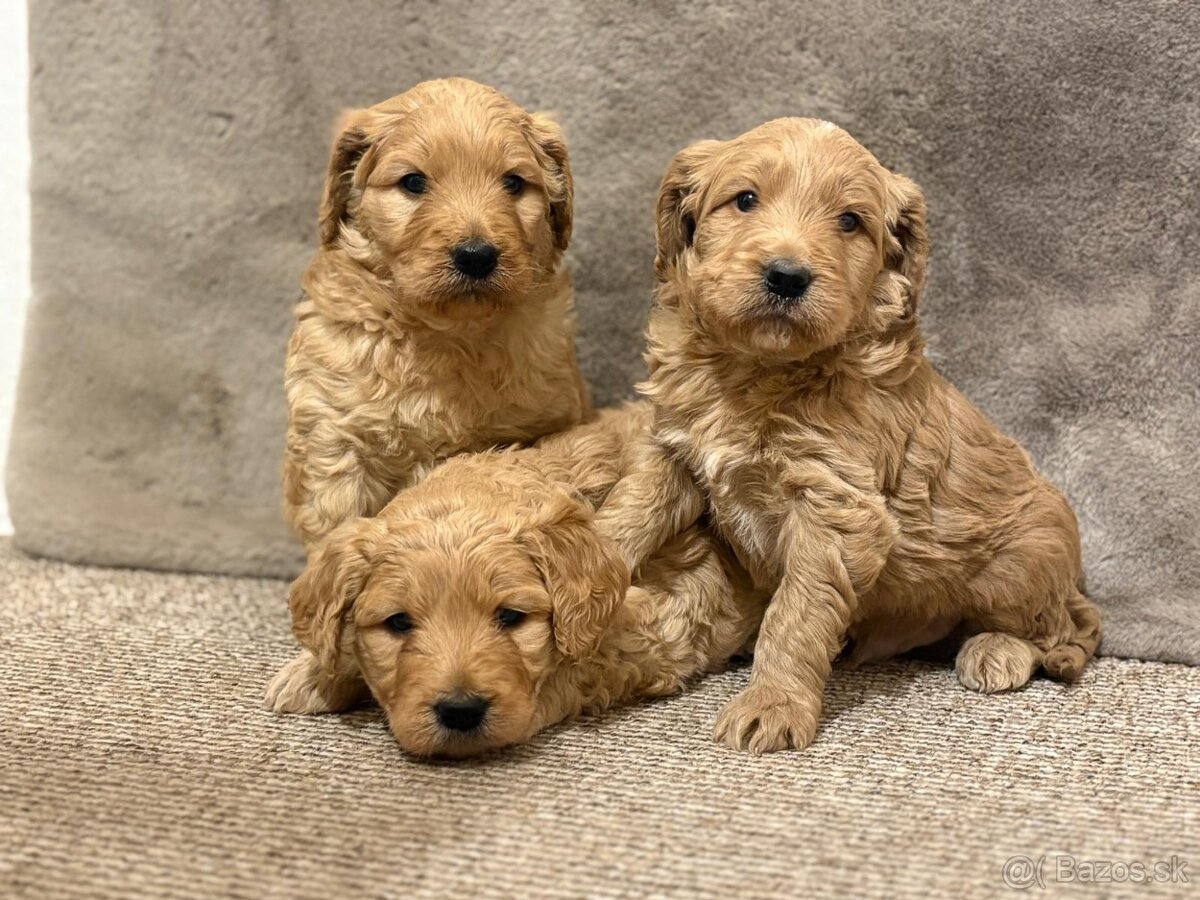 Goldendoodle - 8