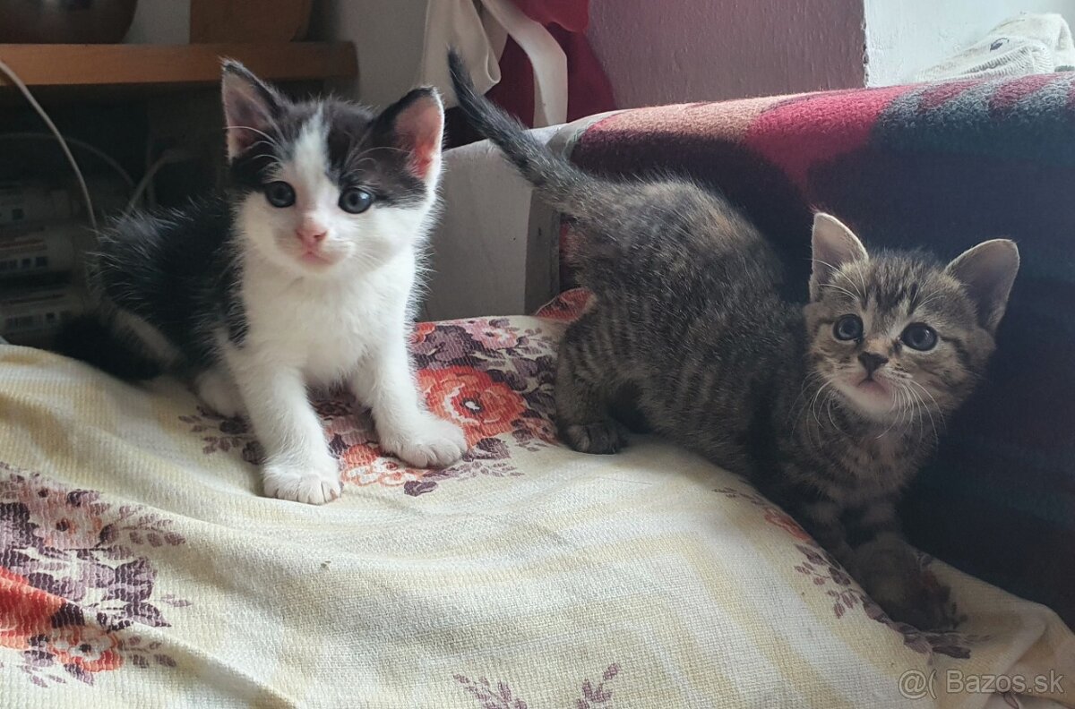 Mačičky (1x mačička, 1x kocúrik) 2-mesačné - 8