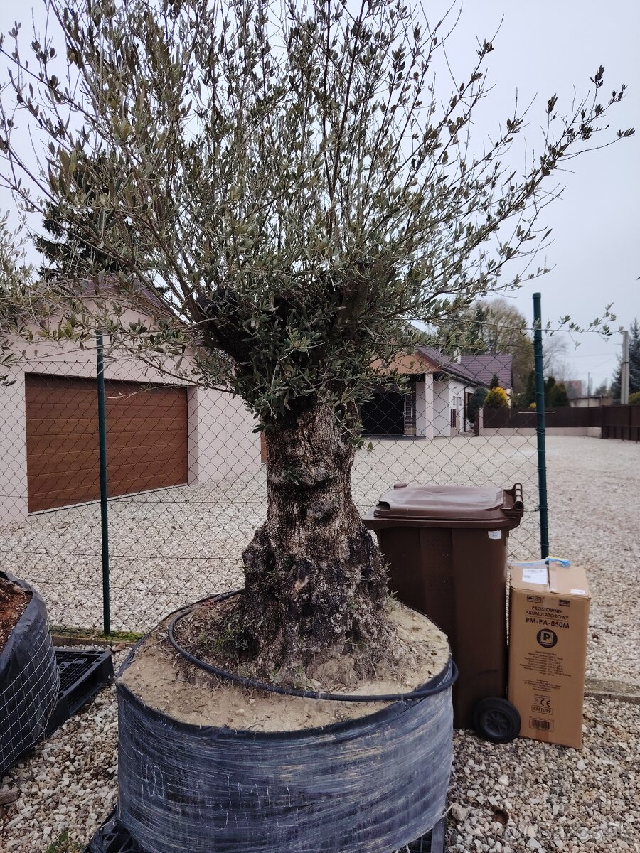 Olivovník europea - 8