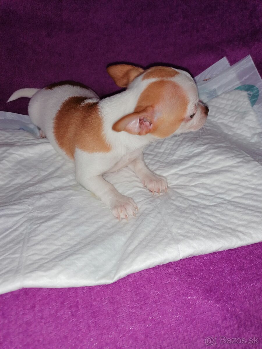 Čivava krátkosrstá - 8