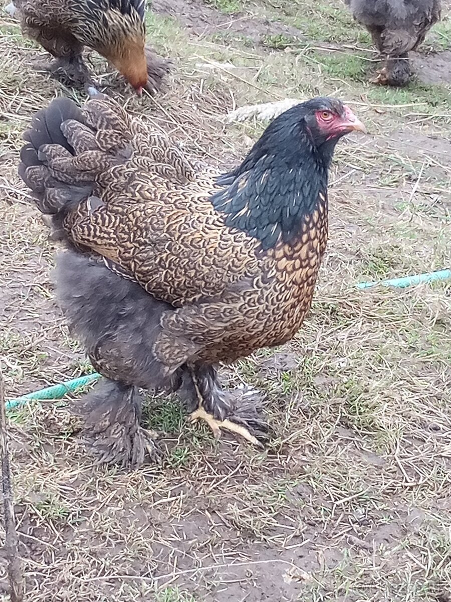 Brahmanka zlato čierna vajcia - 8