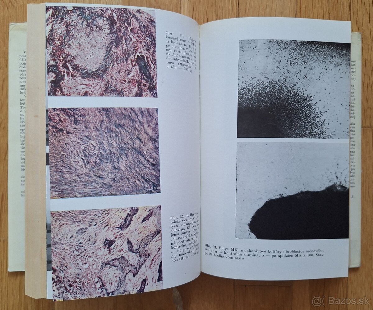 Vcelia materska kasicka - 8