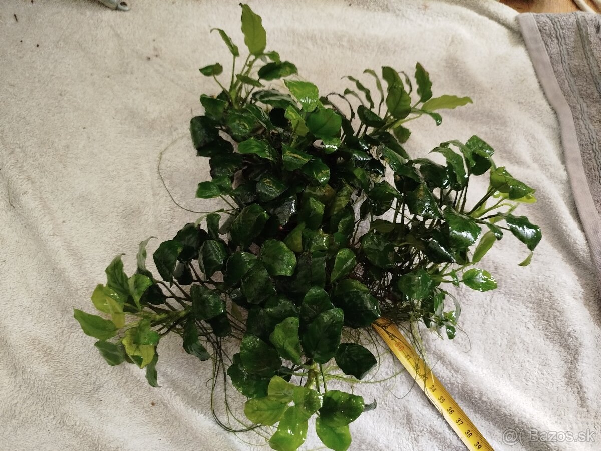 Predám veľké Anubiasy - 8