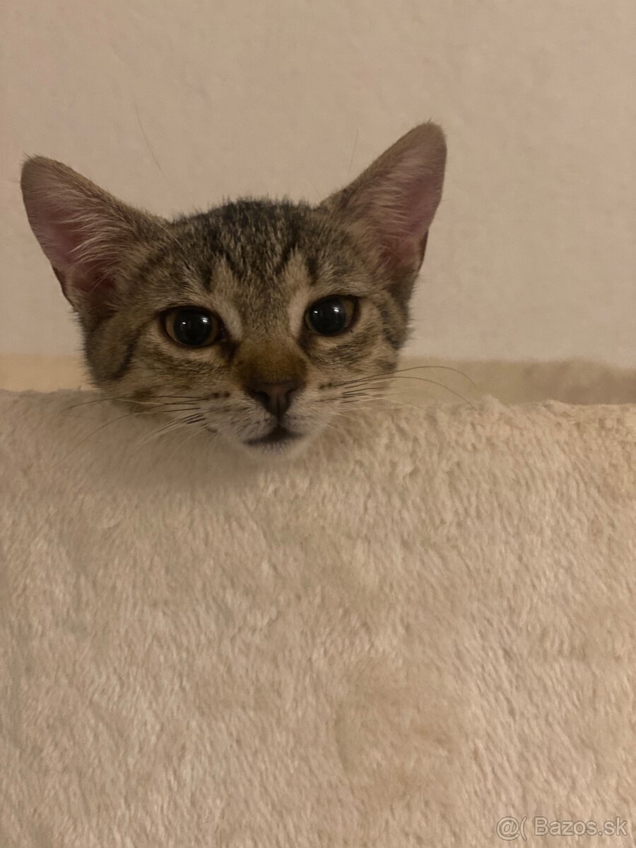 Zachranene maciatka - 8