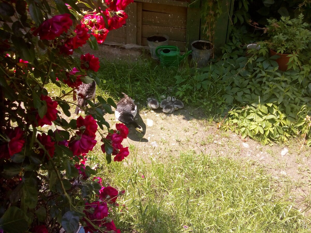 Bernikla Bielolíca / Kačica Mandarínska / Kanadská hus/ Husi - 8