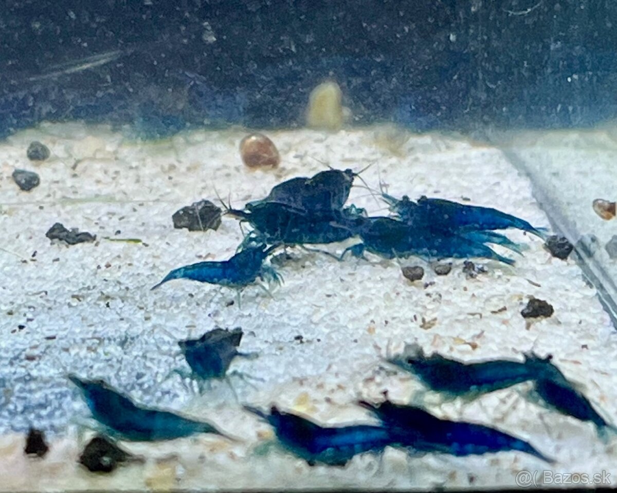 Krevetky Neocaridina - 8