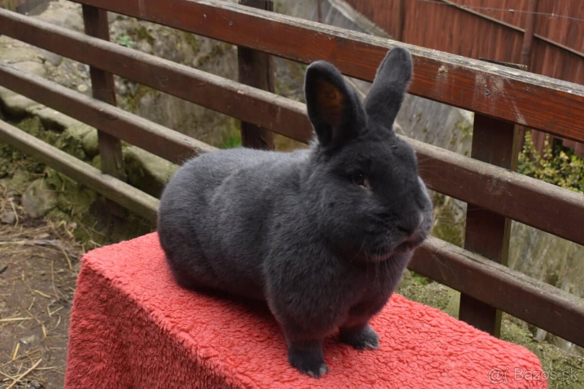 Predam Viedensky modry - 8