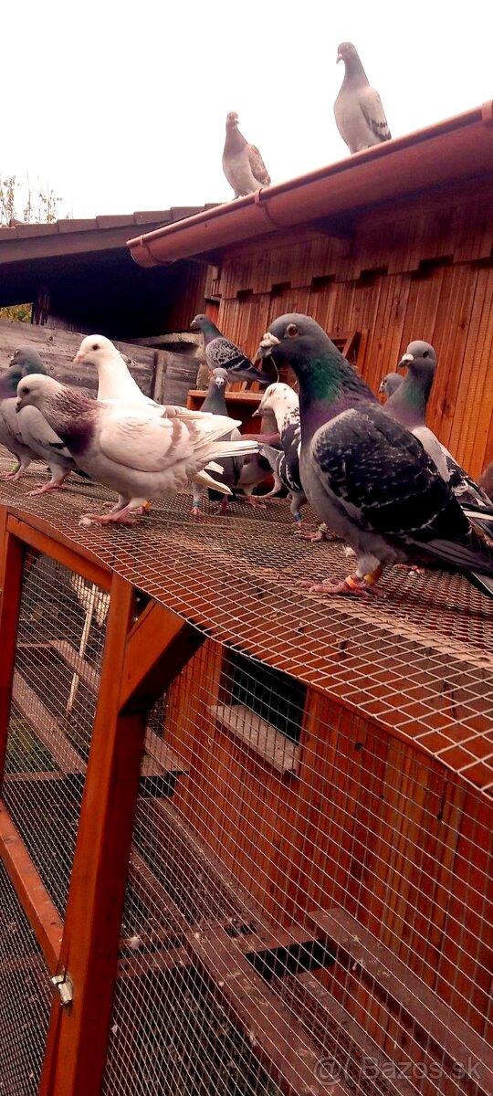 Poštové holuby samčeky - 8