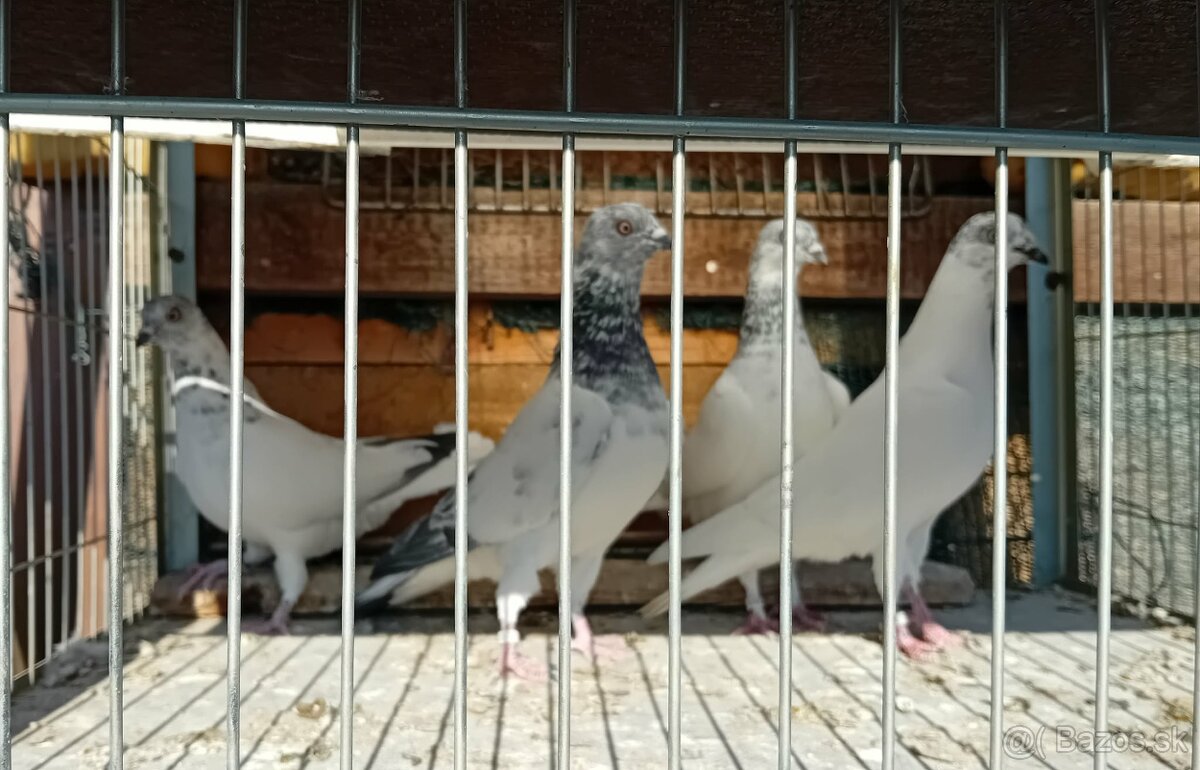 vysokoletky holuby - 8