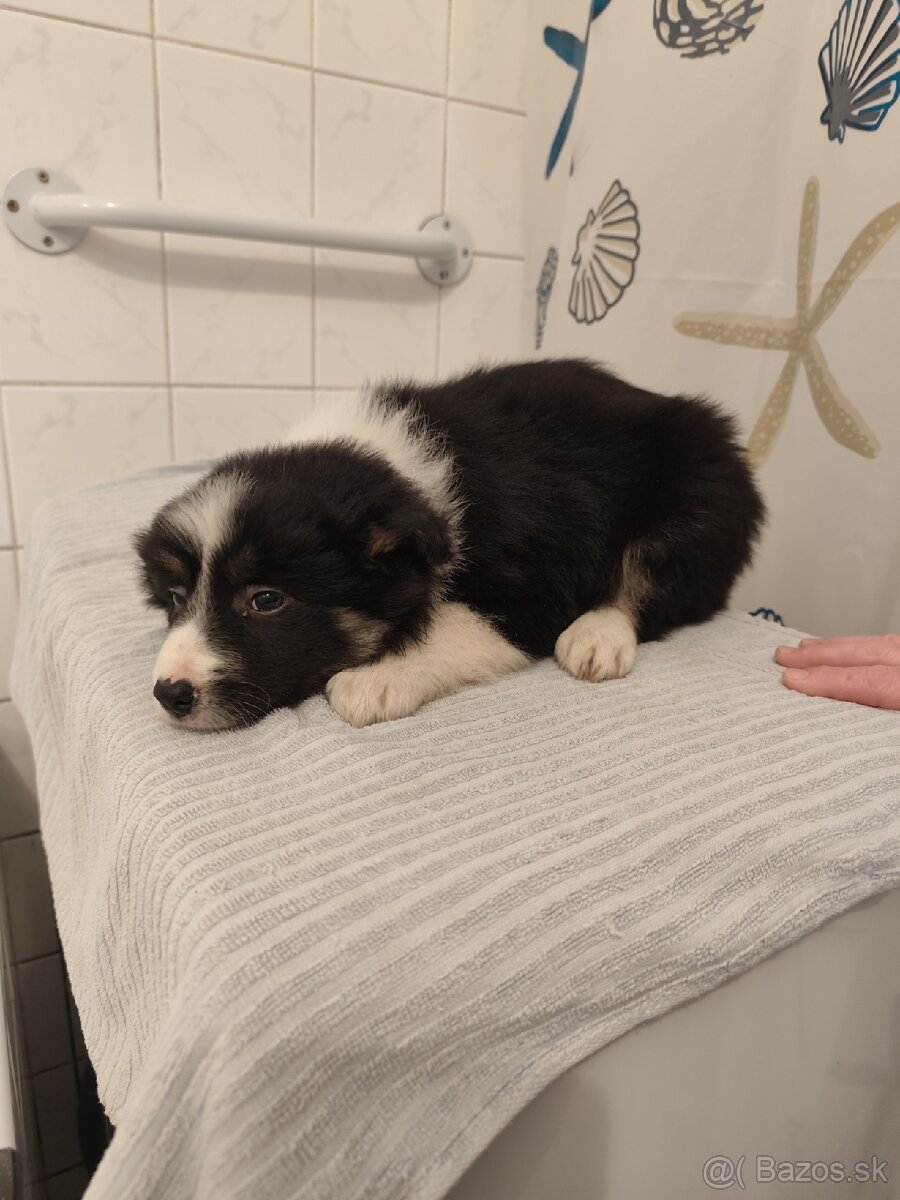 Border kólia - predám šteniatka - 8