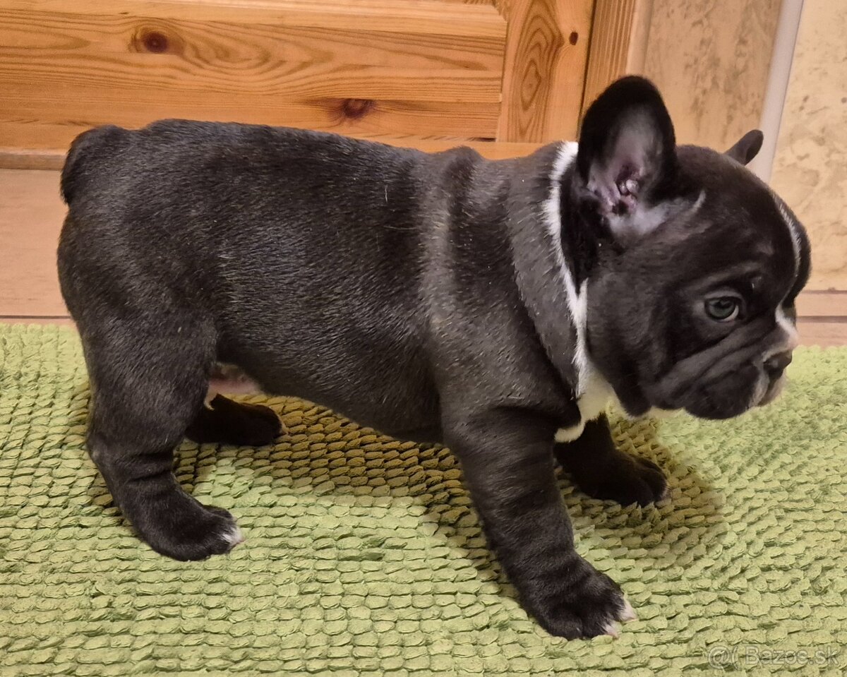 Francúzsky buldoček,buldog,bulldog - 8