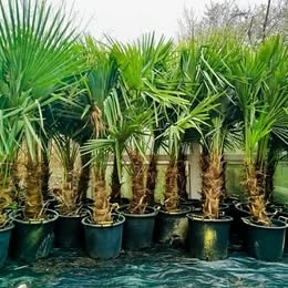 Mrazuvzdorne palmy trachycarpus Fortunei - 8