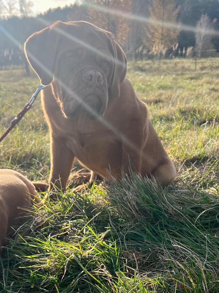 Bordeauxská doga s PP pes - 8