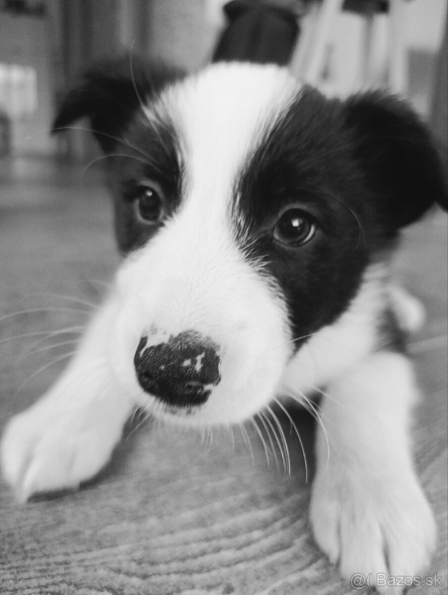 Border kolia - psík - 8