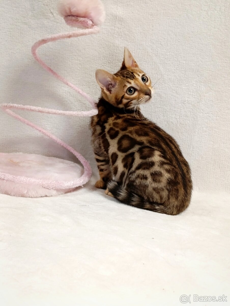 Bengálske mačiatka na predaj - 8