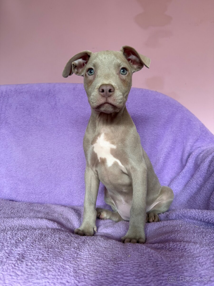 Americký pitbulterier s PP silverfawn rarita - 8