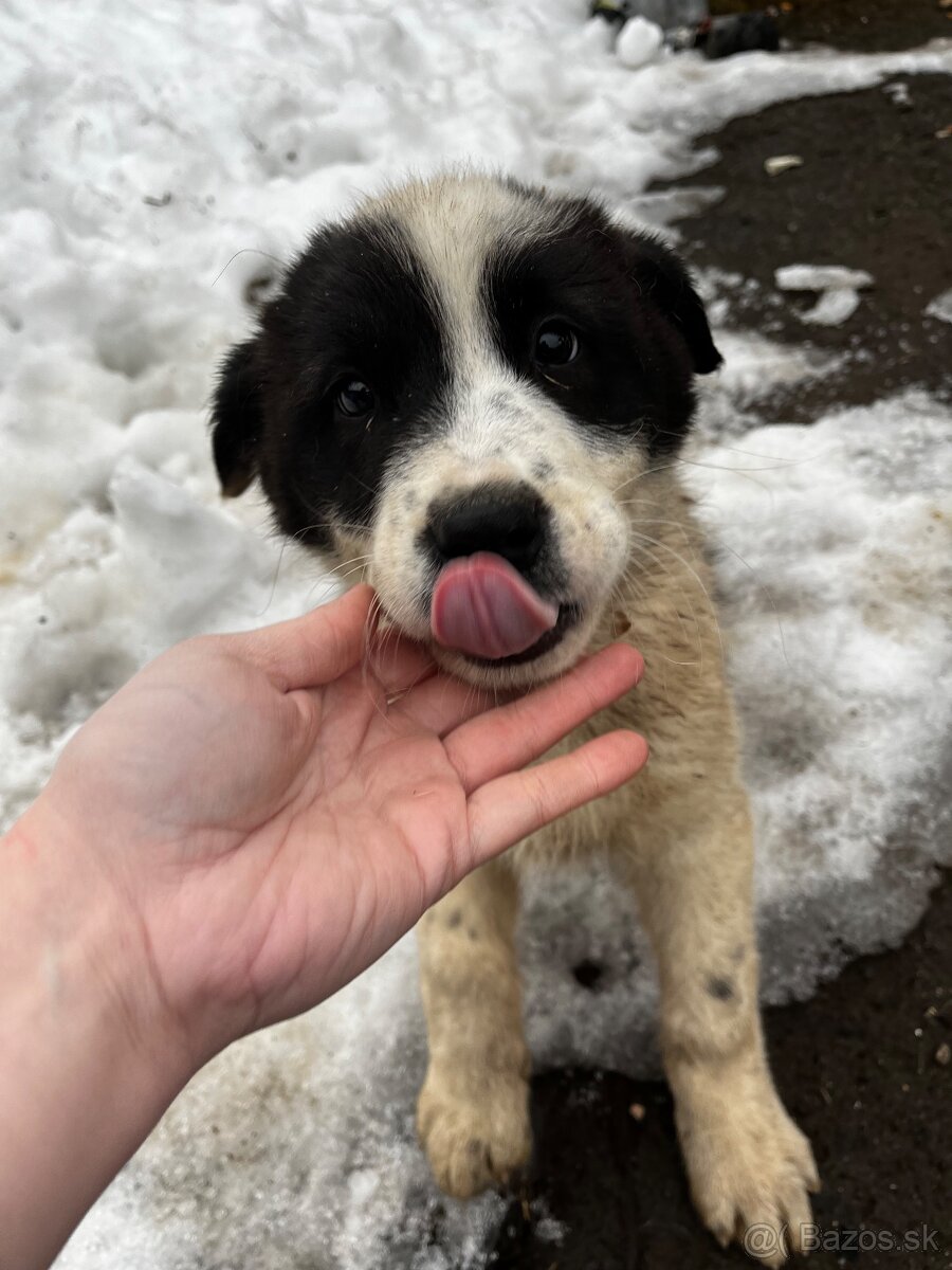 Stredoázijský ovčiak - 8