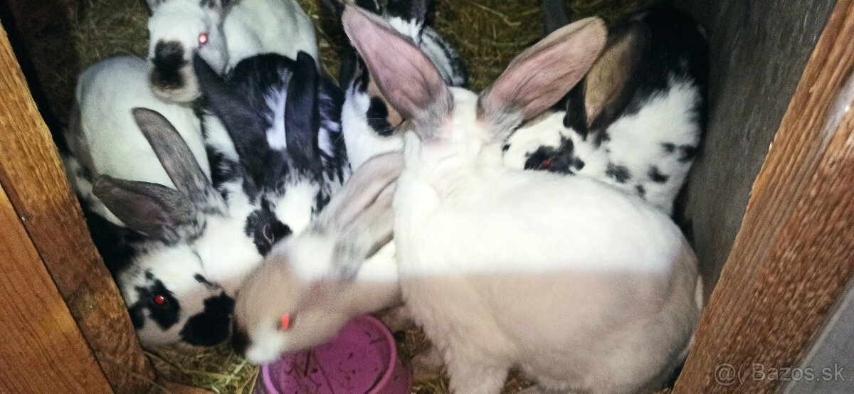 Predám králiky 3 mesačne krížence - 8