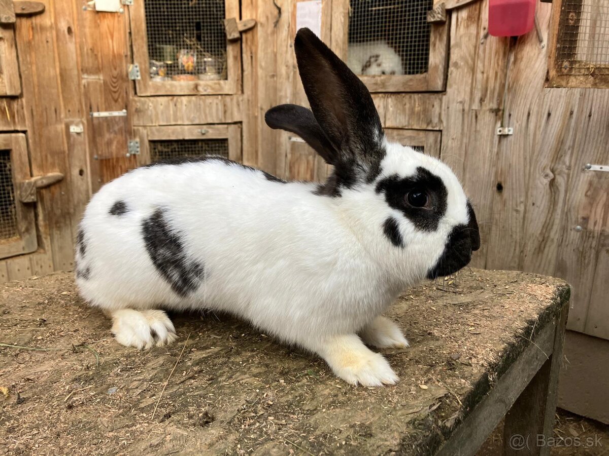 Nemecký obrovitý strakáč - 8