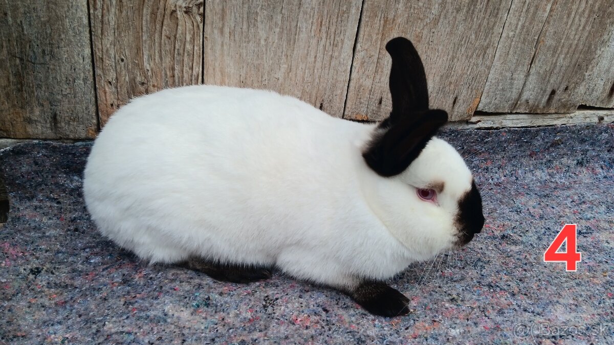 N.O. Strakoš, Kalifornsky - 8