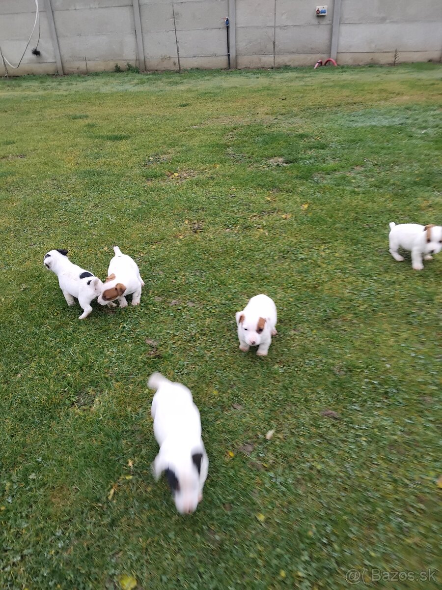 Predám šteňatá Jack Russel - 8