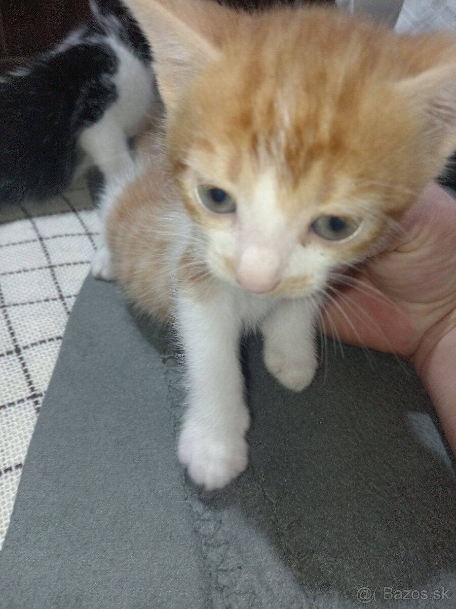Darujeme mačiatka - 8