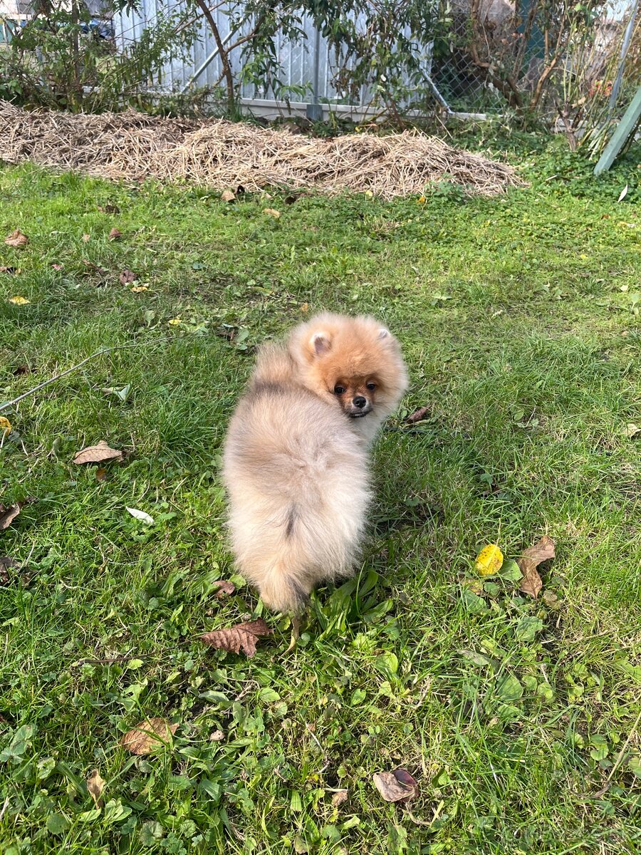Pomeranian s PP - 8