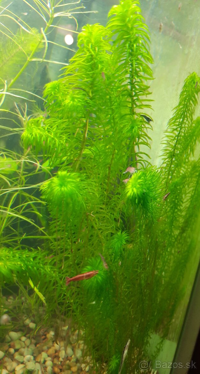 Rastliny a Krevetky - 8
