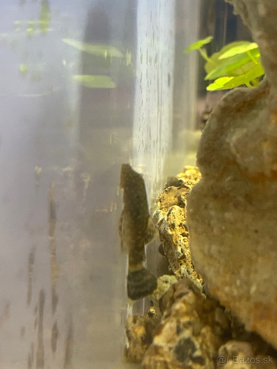 Pseudo-morské akvárium - 8