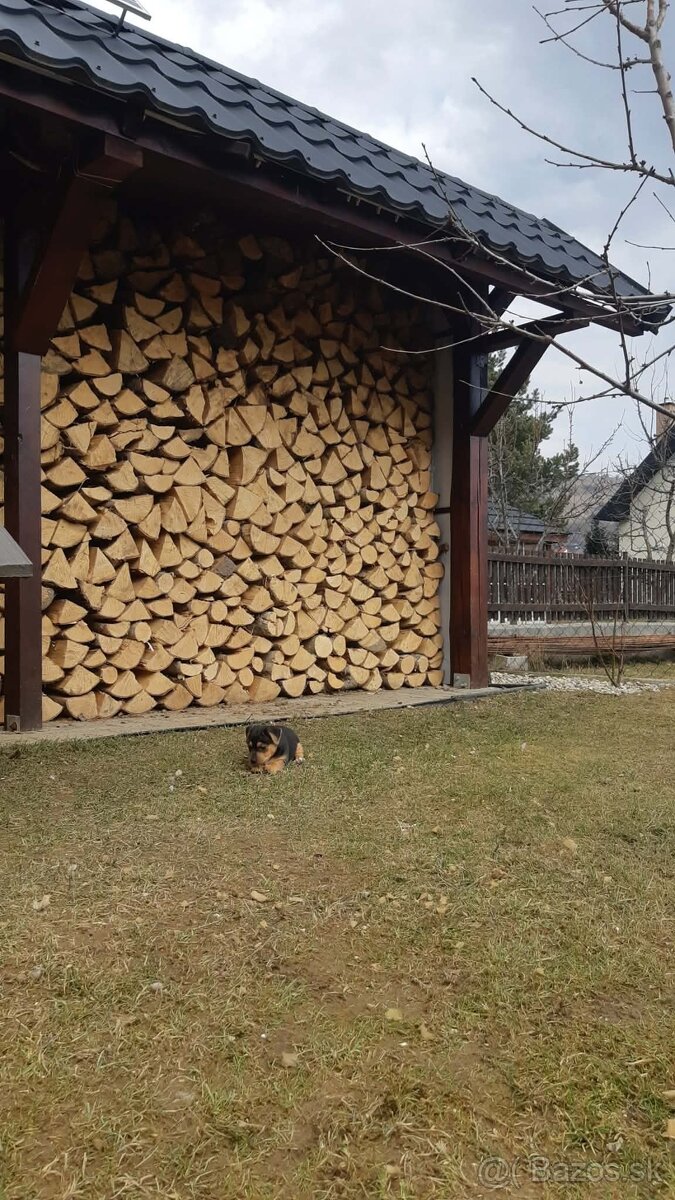 Jack russell terier - 8