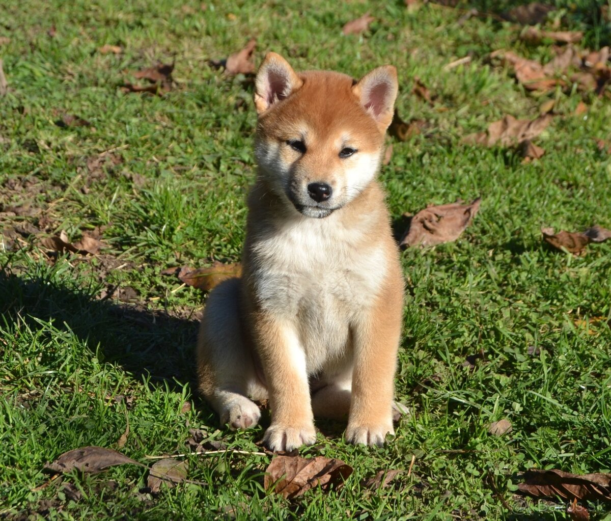 Shiba inu s PP /FCI / - 8