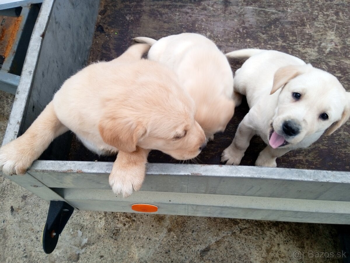 Labrador retriever - 8