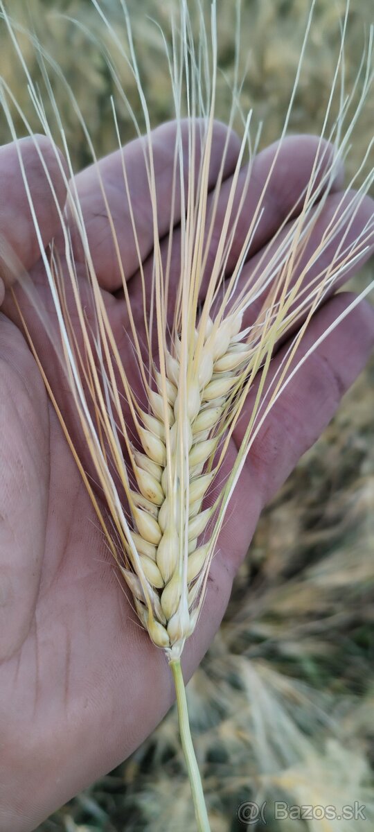 Predam nove domace zemiaky, pšenicu, jačmeň. - 8