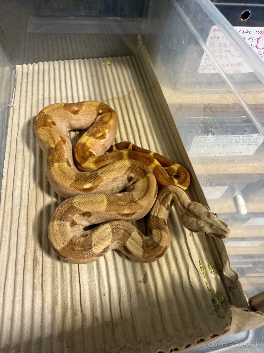 Boa Constrictor- Velhad kralovsky - 8