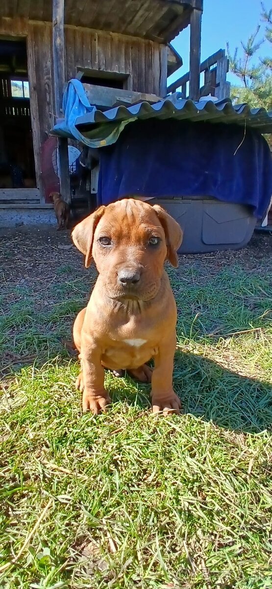 Rhodesian ridgeback - 8