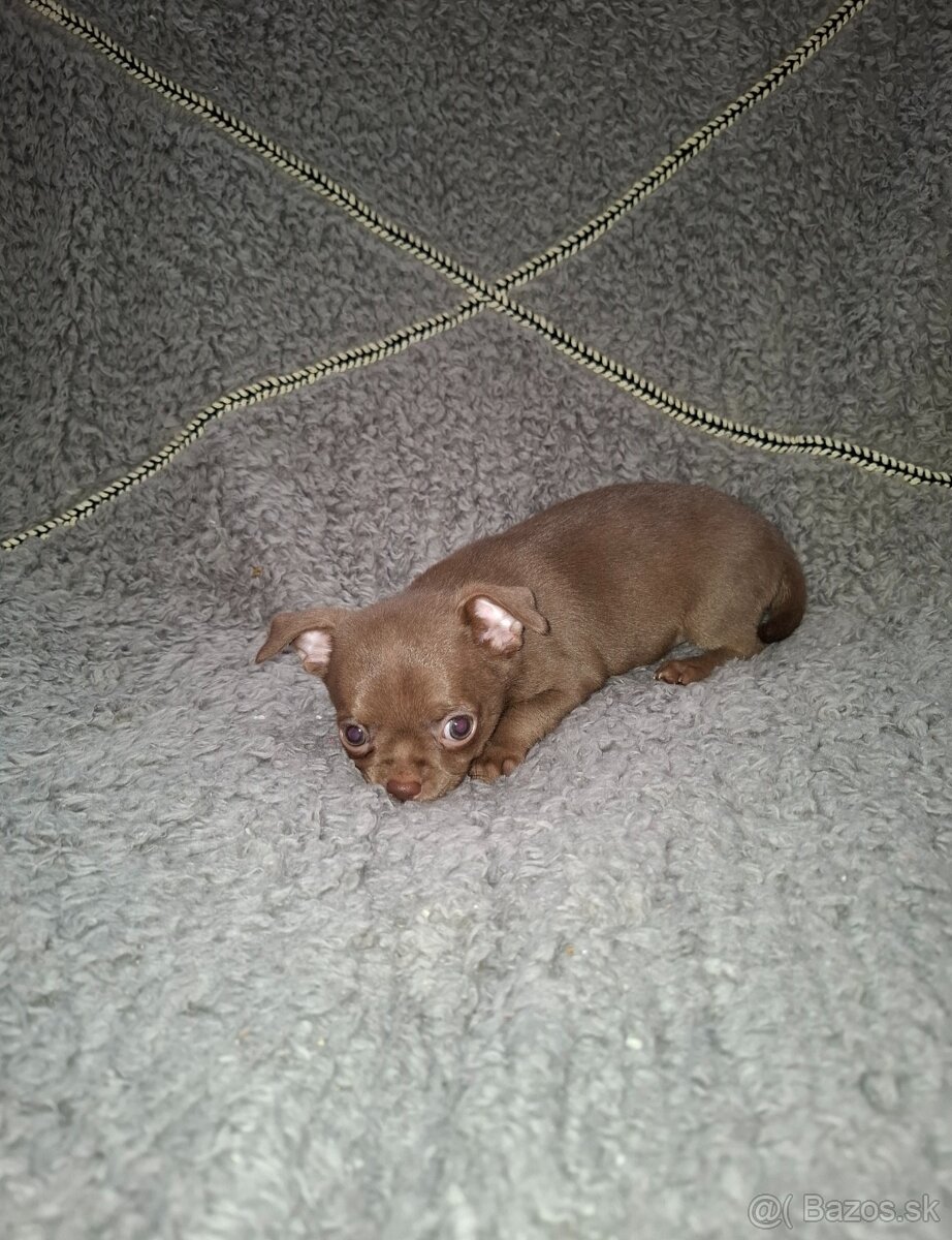 čivava šteniatka - 8